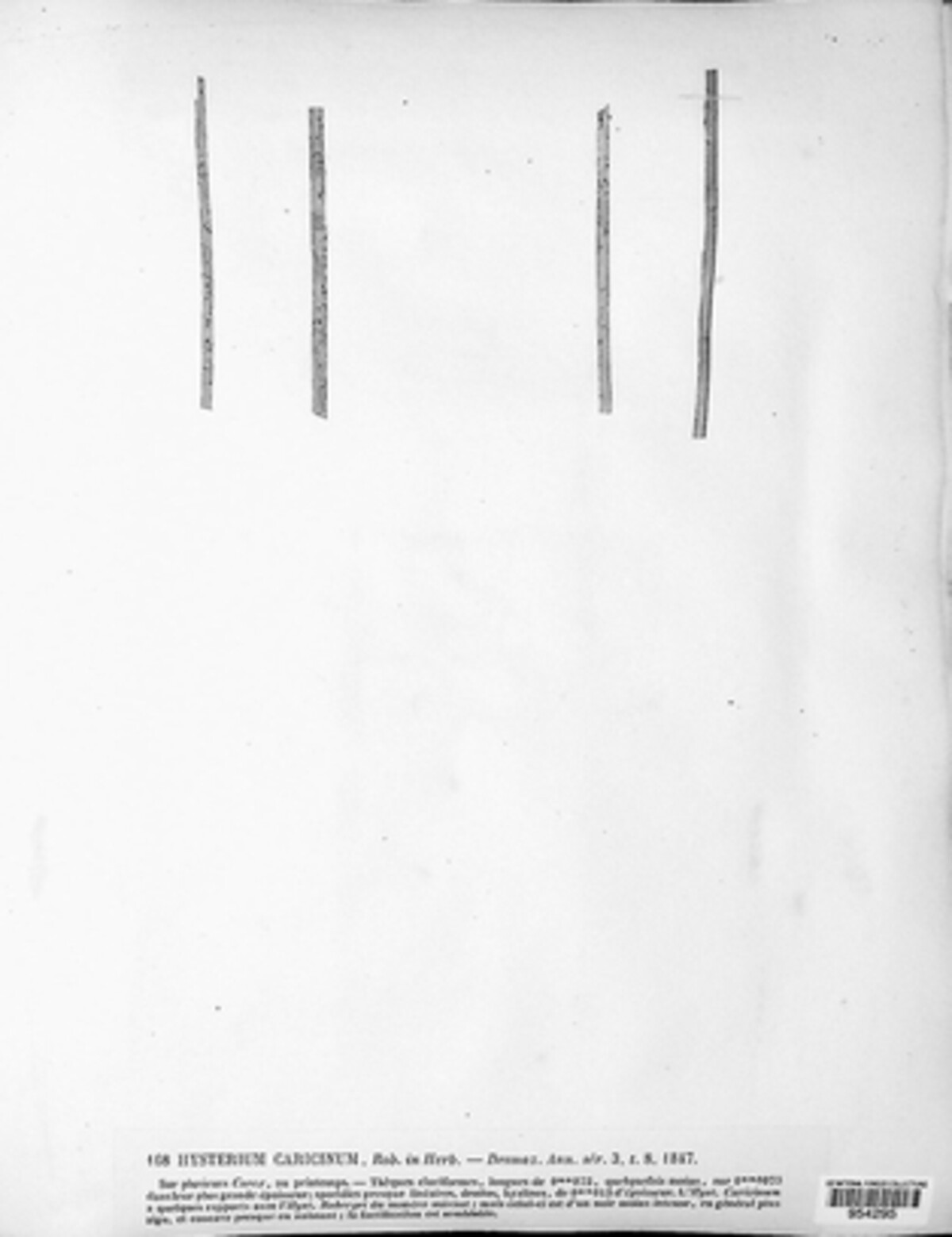 Lophodermium caricinum image